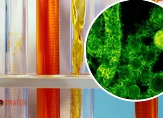 В россии введен режим ЧС из-за вспышки смертельной инфекции: что известно