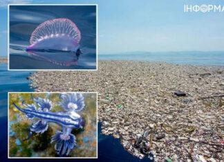 6 удивительных существ, обитающих в тихоокеанском мусорном пятне — фото