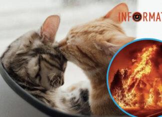 Десятки погибших животных: в Киеве взорвали известное убежище «Котохата» — видео