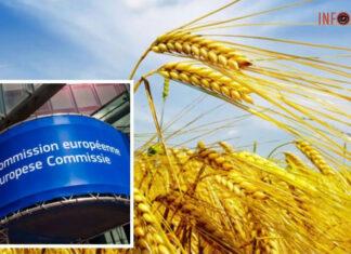Эмбарго на украинское зерно: в ЕС не поддержали призывы соседей Украины