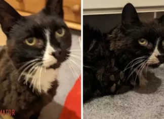 Исчезла во время переезда! Кошка 11 лет искала путь домой — фото