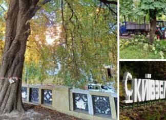 Киевский музей хочет судиться с Киевзеленстром из-за Ольги Сумской и ее друзей-экологов