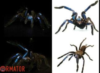 Мир в восторге от паука-электрика – уникальные фото