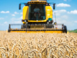 Польша, Венгрия и Словакия ввели запреты на украинское зерно