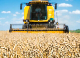 Польша, Венгрия и Словакия ввели запреты на украинское зерно