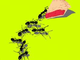 Роботы не смогут захватить мир, люди оказались хитрее: Ant Group делает большие шаги в повышении безопасности