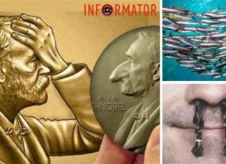 Шнобелевская премия 2023 года. Сексуальная активность анчоусов и сравнение волос в ноздрях