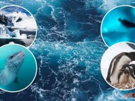 Ученые нашли на нашей планете пятый океан. На украинских картах мира он уже есть