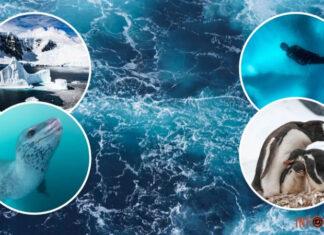 Ученые нашли на нашей планете пятый океан. На украинских картах мира он уже есть