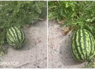 В Херсоне арбуз пророс через асфальт — видео