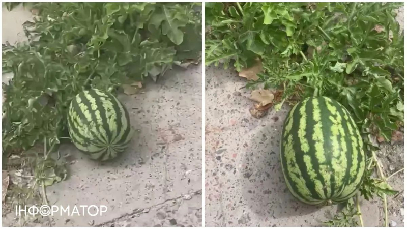В Херсоне сквозь асфальт вырос арбуз - видео