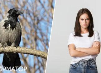 Что нельзя делать 11 октября: смотреть на ворон и обижаться — приметы и запреты