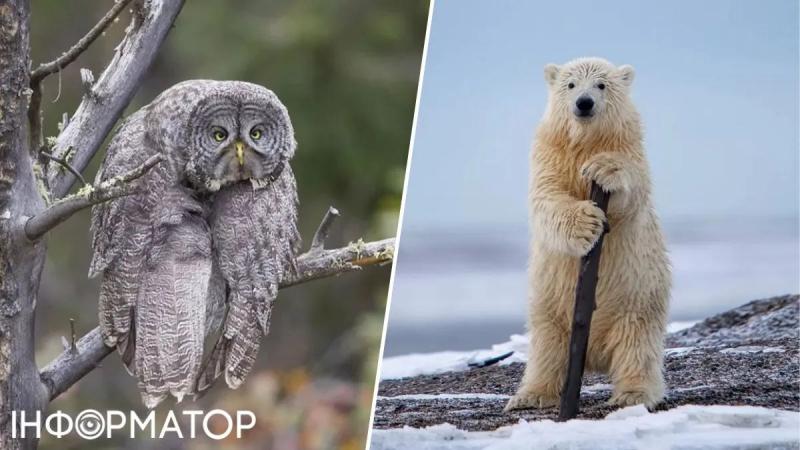 Самые смешные фотографии животных 2023 года: кенгуру-музыкант и королевская обезьяна