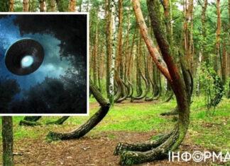 Ученые ломают голову над тайной кривого леса в Польше. Неужели и тут НЛО — видео