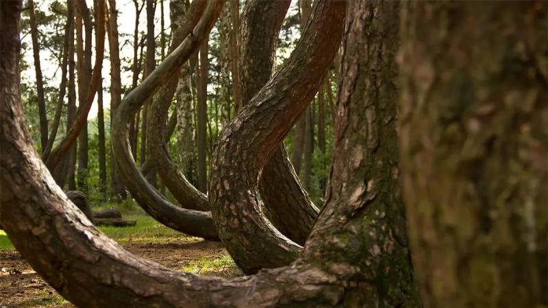 Ученые гадают загадкой Кривого леса в Польше. Есть ли и здесь НЛО - видео