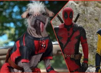Отпускайте собак: Райан Рейнольдс анонсирует летний релиз Deadpool 3 и представляет нового шерстяного героя Dogpool