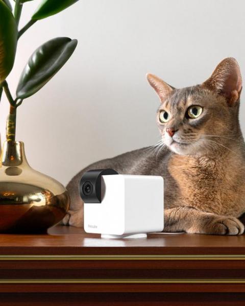 Petcube Cam 360: камера для домашних животных с обзором на 360°, ночным режимом и двусторонней связью