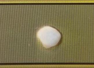 Учёные вырастили человеческий мозг, подключили к компьютеру и научили решать уравнения