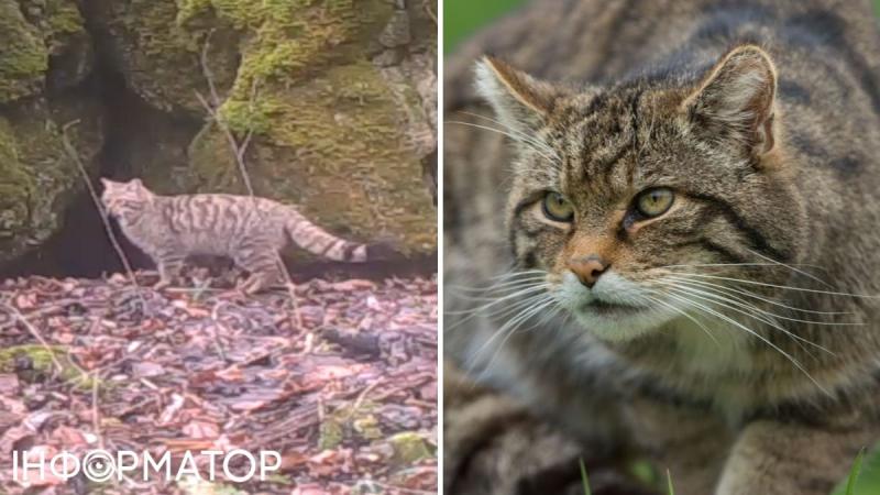 На Тернопольщине мы встретили редкого лесного кота, занесенного в Красную книгу: этому виду более 650 000 лет - видео