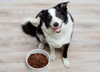 Идеальный корм для собак — Hills