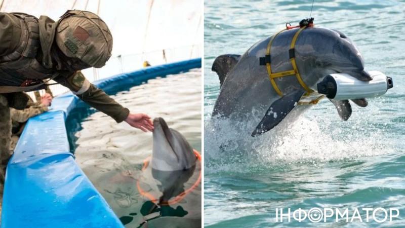 Россия использует дельфинов-разведчиков в военных операциях