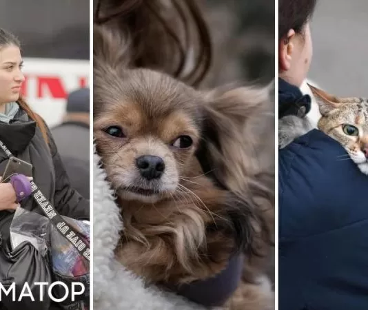 Северная Ирландия взяла на себя масштабные расходы на проживание животных украинских беженцев