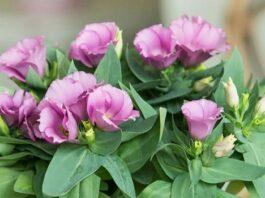 Еустома — красиві і ніжні квіти для подарунка