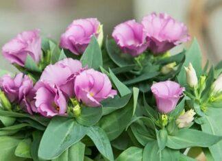 Еустома — красиві і ніжні квіти для подарунка