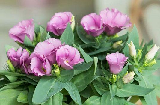 Еустома — красиві і ніжні квіти для подарунка