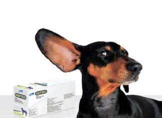 Краплі для лікування зовнішнього отиту у собак