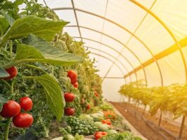 Пленка для теплиц 3, 6, 12 см: основа успешного земледелия