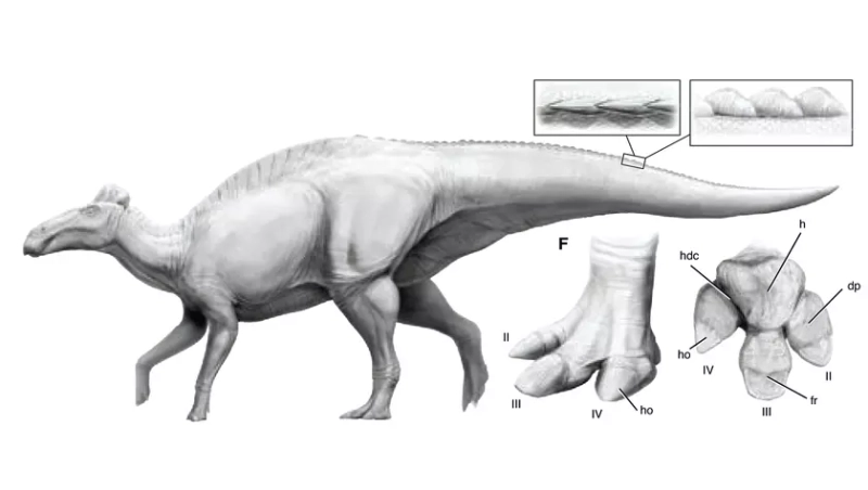 Diving into Dinosauria: The Remarkable Edmontosaurus Annectens