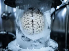Заморозка мозга 2.0: Немецкие ученые нашли способ сохранить нейроны без разрушений