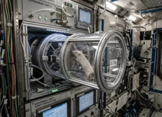 Марсианский приговор мышцам: ученые раскрыли страшную правду о выживании в низкой гравитации