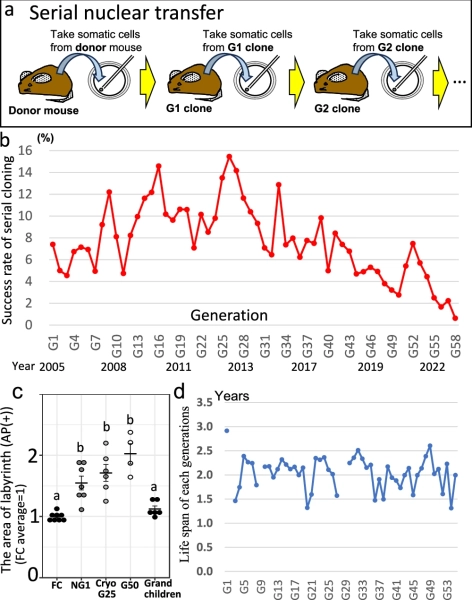 Предел «копипаста»: почему японские мыши-клоны сдались на 58-м поколении