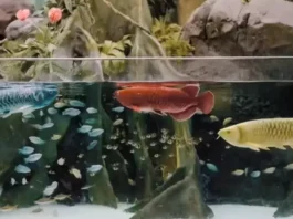 Биороботы наступают: FullDepth представила кибер-рыбу Arowana, которая заменит ваших экзотических питомцев