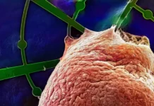 Нейронный оркестр: революционная 3D-сетка, которая раскрывает тайны мини-мозгов