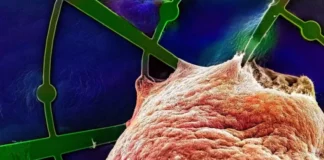 Нейронный оркестр: революционная 3D-сетка, которая раскрывает тайны мини-мозгов