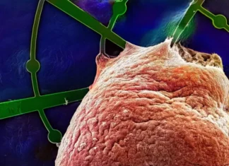 Нейронный оркестр: революционная 3D-сетка, которая раскрывает тайны мини-мозгов