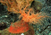 Бессмертие в море: как фрагменты морского огурца переписывают законы биологии