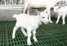 Генетический Copy-Paste: Как китайские ученые научились массово клонировать элитных коз