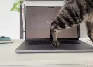 Cats Lock: как защитить MacBook от котов с помощью одного приложения