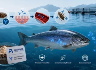 Наноантитела из альпак: как биотех-стартап AquaNab борется с паразитами на лососевых фермах